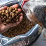 Izvēlieties veselīgu suņu barību pareizam suņu uzturam 